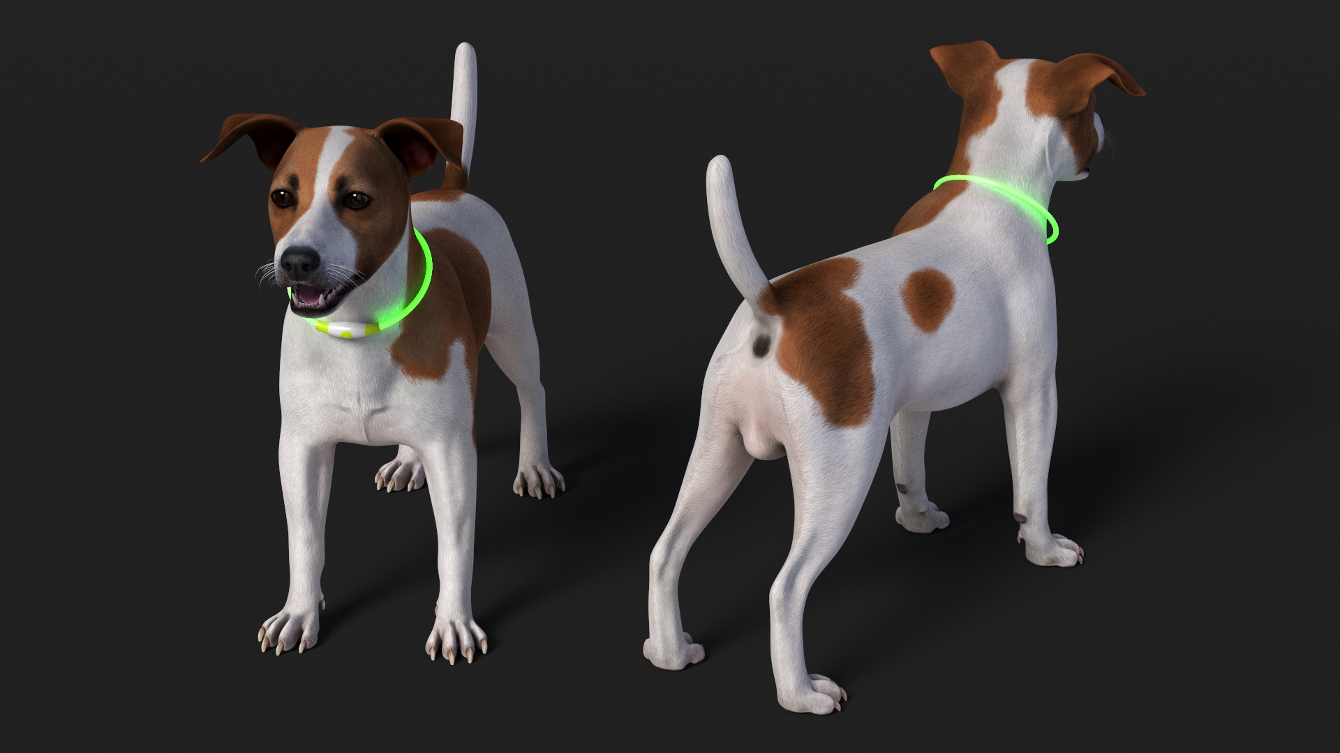 3D Jack Russell Terrier with LED Collar