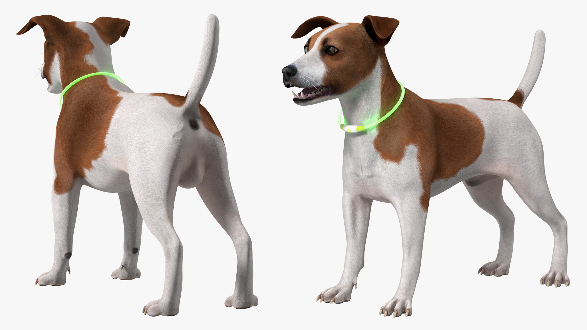 3D Jack Russell Terrier with LED Collar