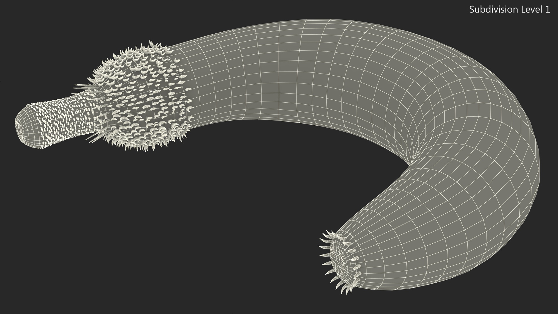 3D Ottoia Cambrian Sea Worm Fossil