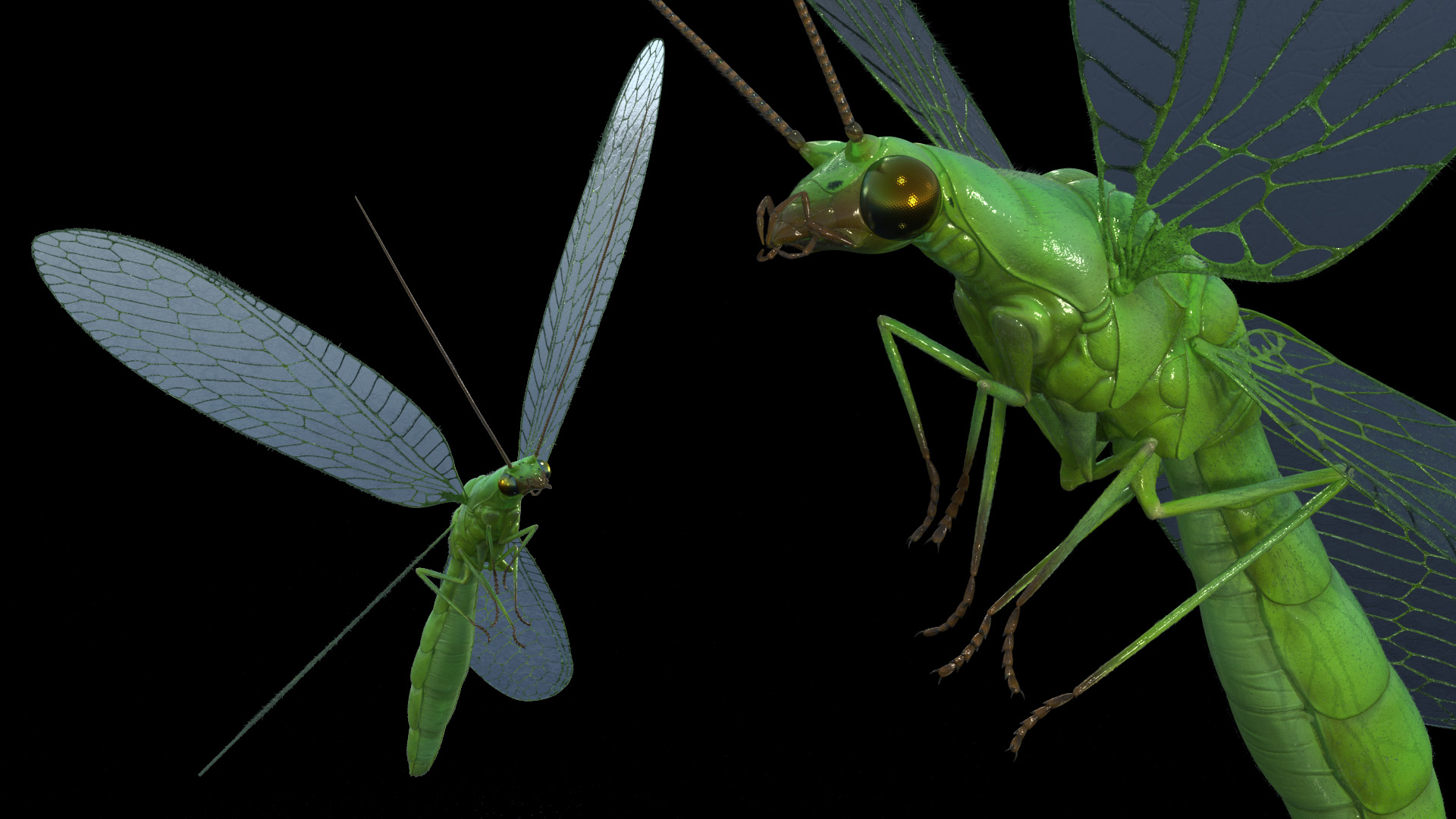 3D Green Lacewing in Flight Fur model