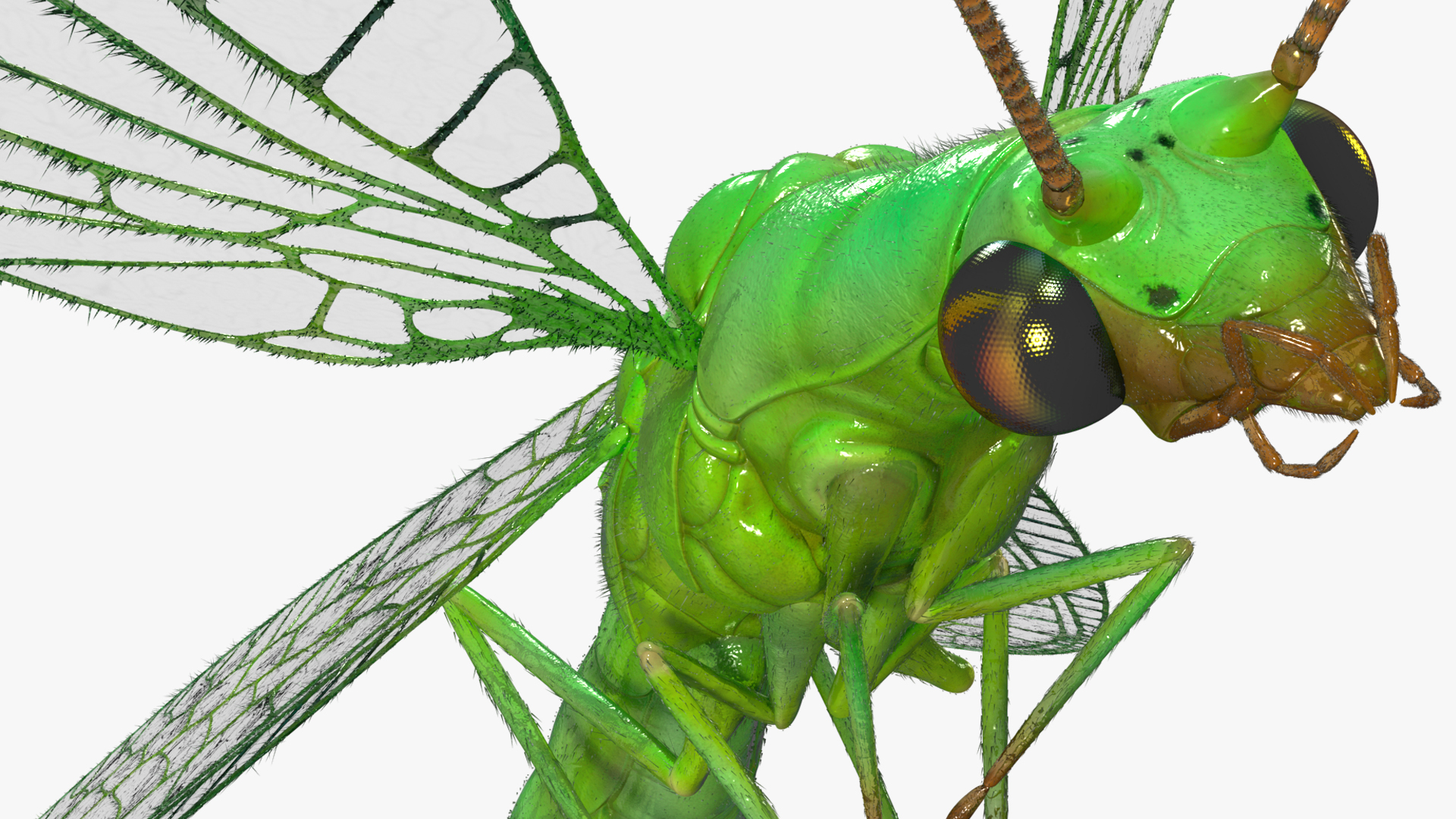 3D Green Lacewing in Flight Fur model