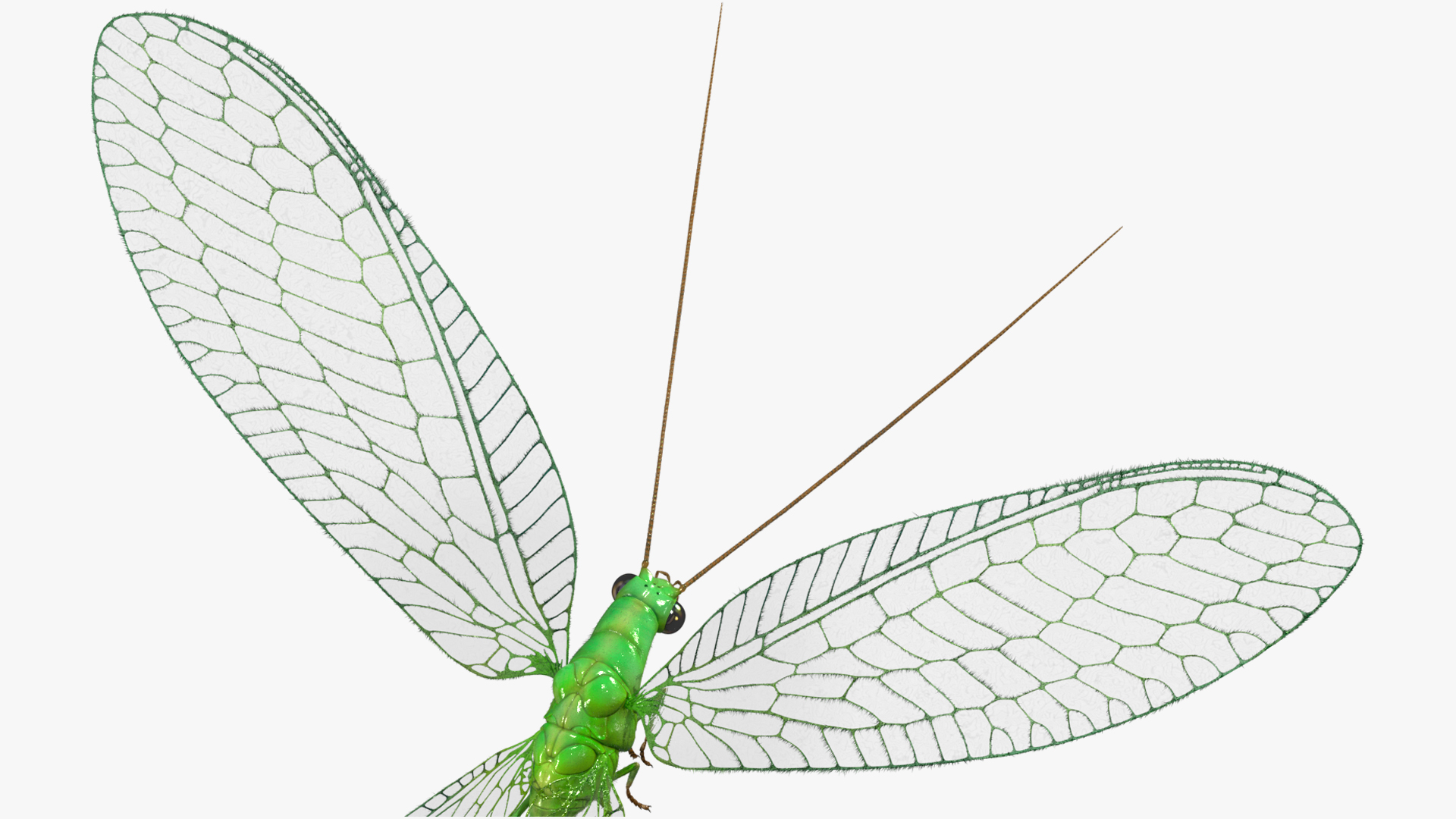 3D Green Lacewing in Flight Fur model