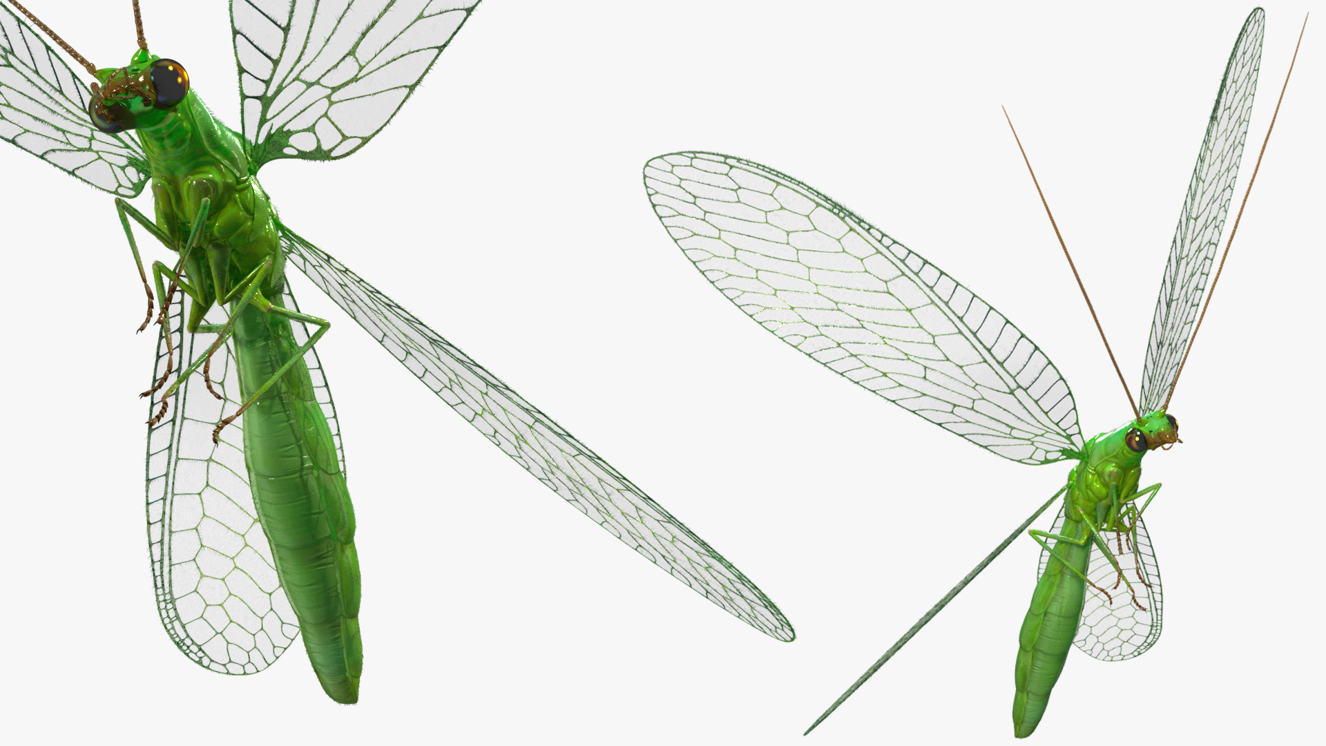 3D Green Lacewing in Flight Fur model