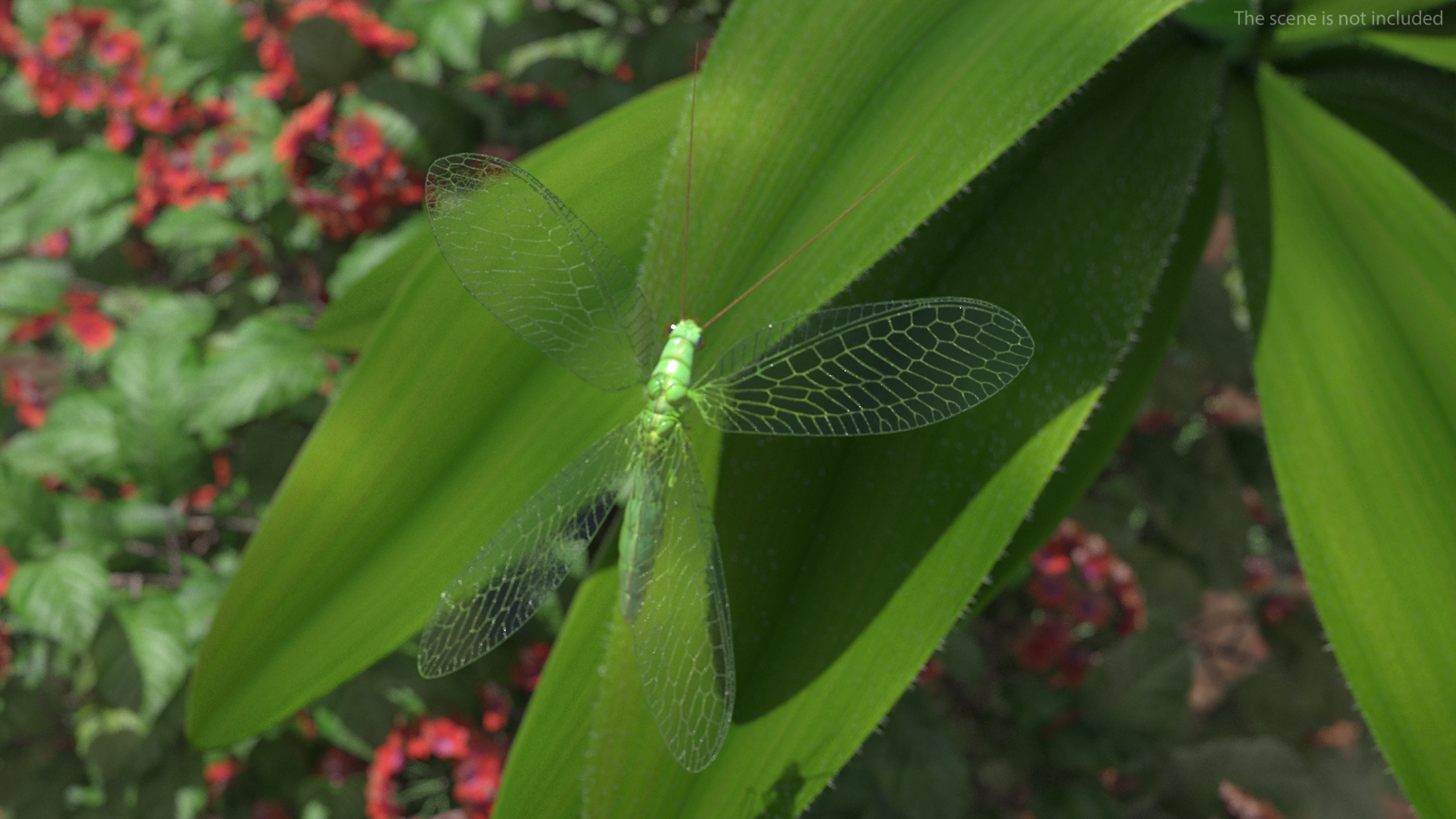 3D Green Lacewing in Flight Fur model