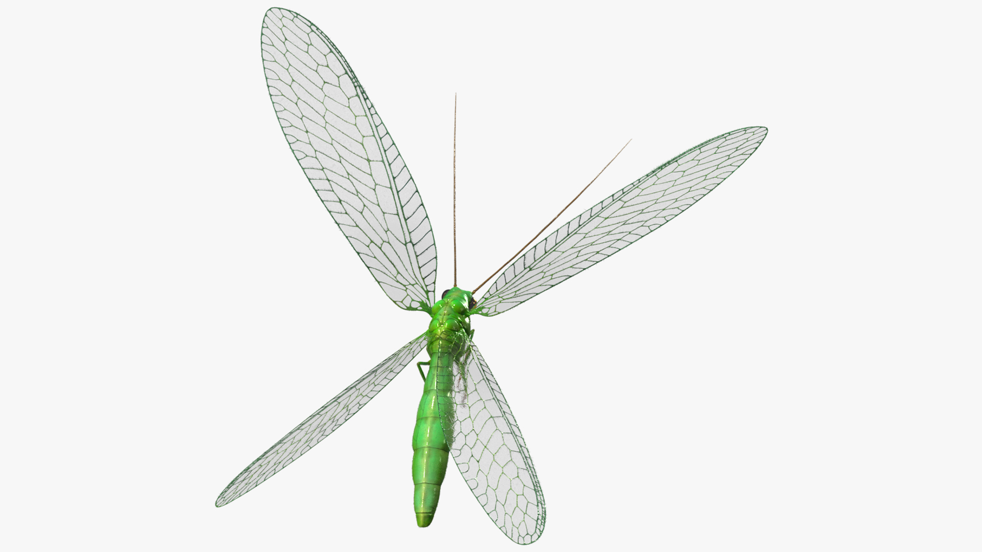 3D Green Lacewing in Flight Fur model