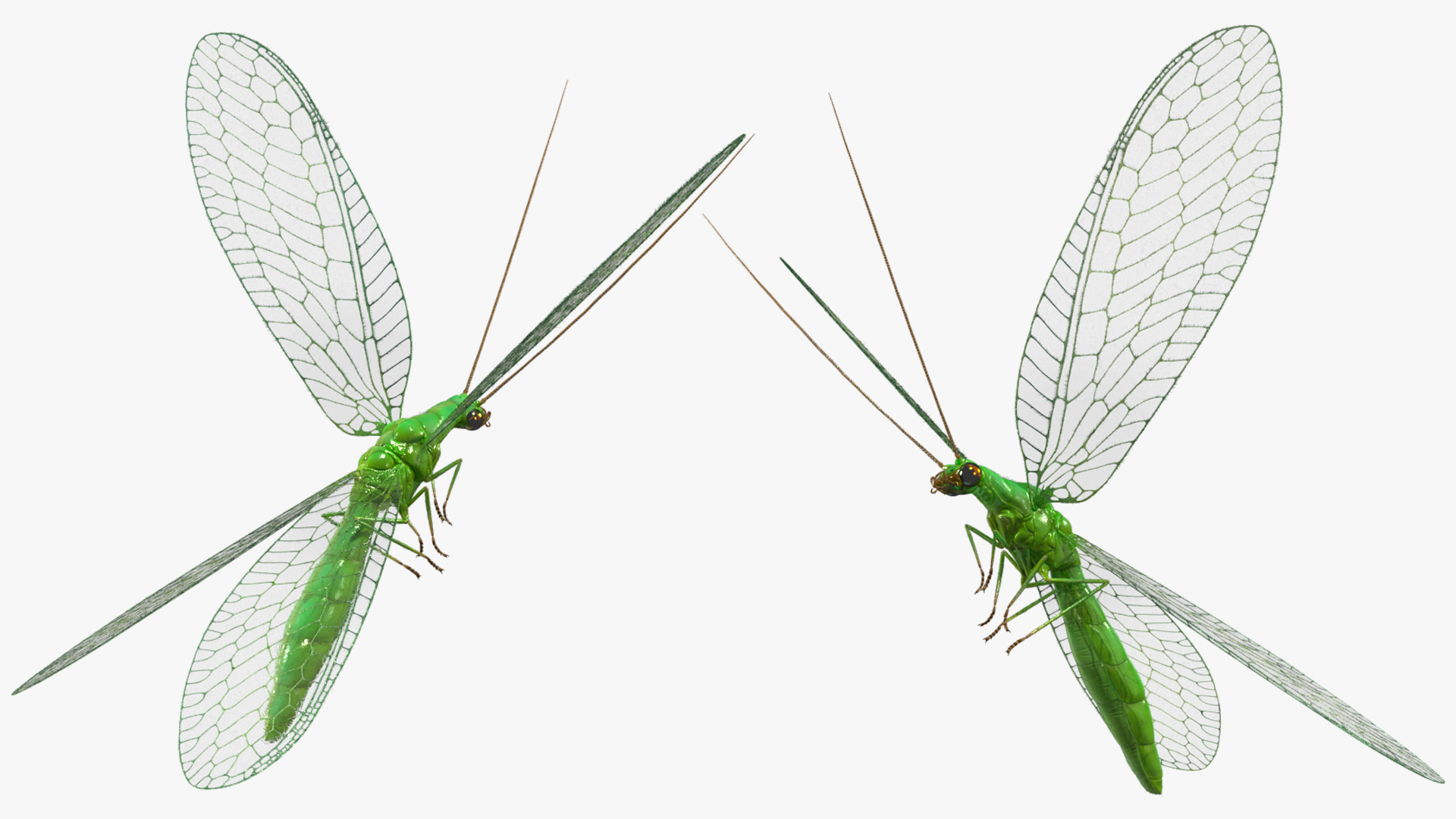 3D Green Lacewing in Flight Fur model