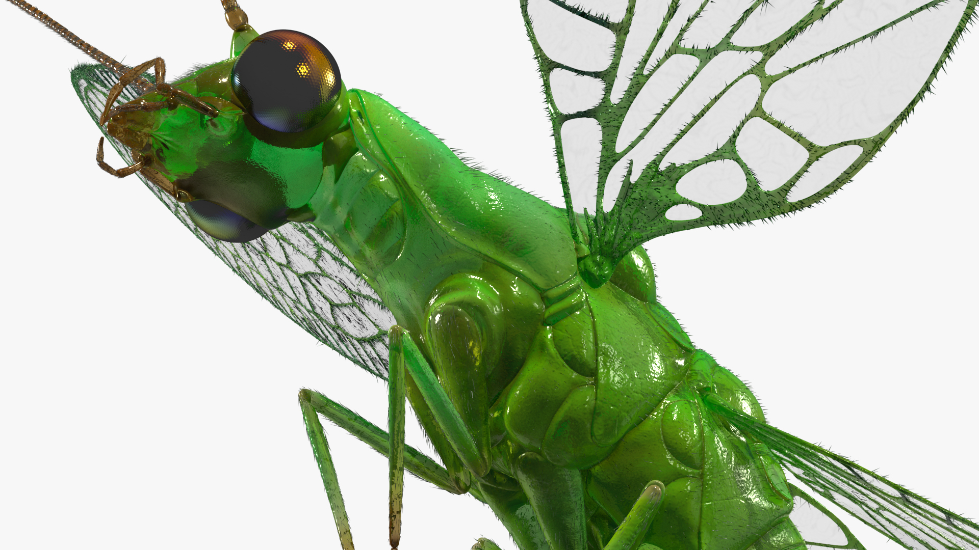 3D Green Lacewing in Flight Fur model