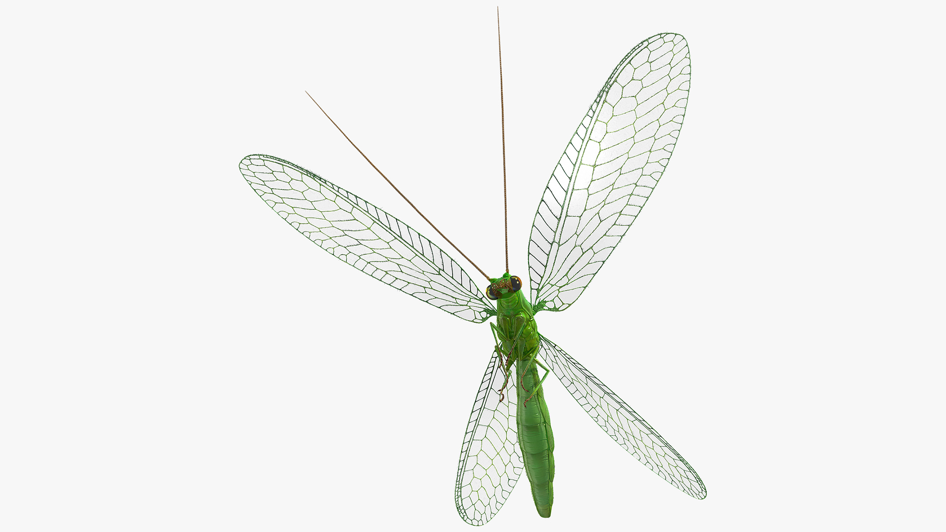 3D Green Lacewing in Flight Fur model