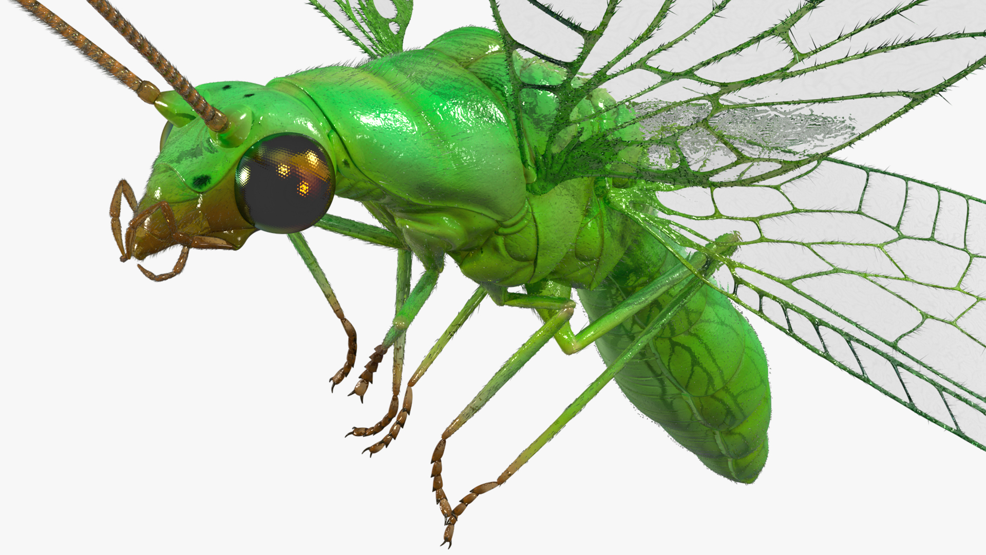 3D Green Lacewing in Flight Fur model