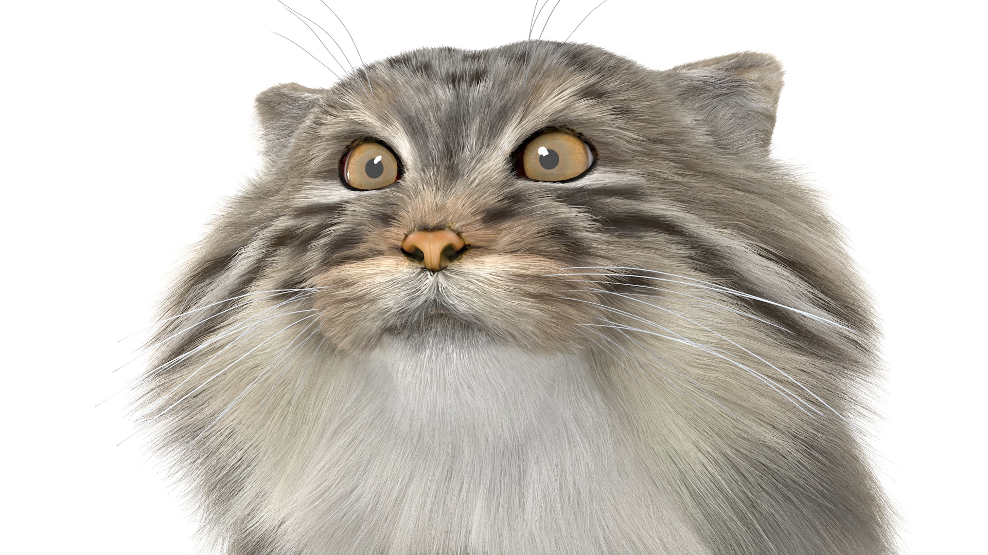 3D Pallas Cat Fur Rigged