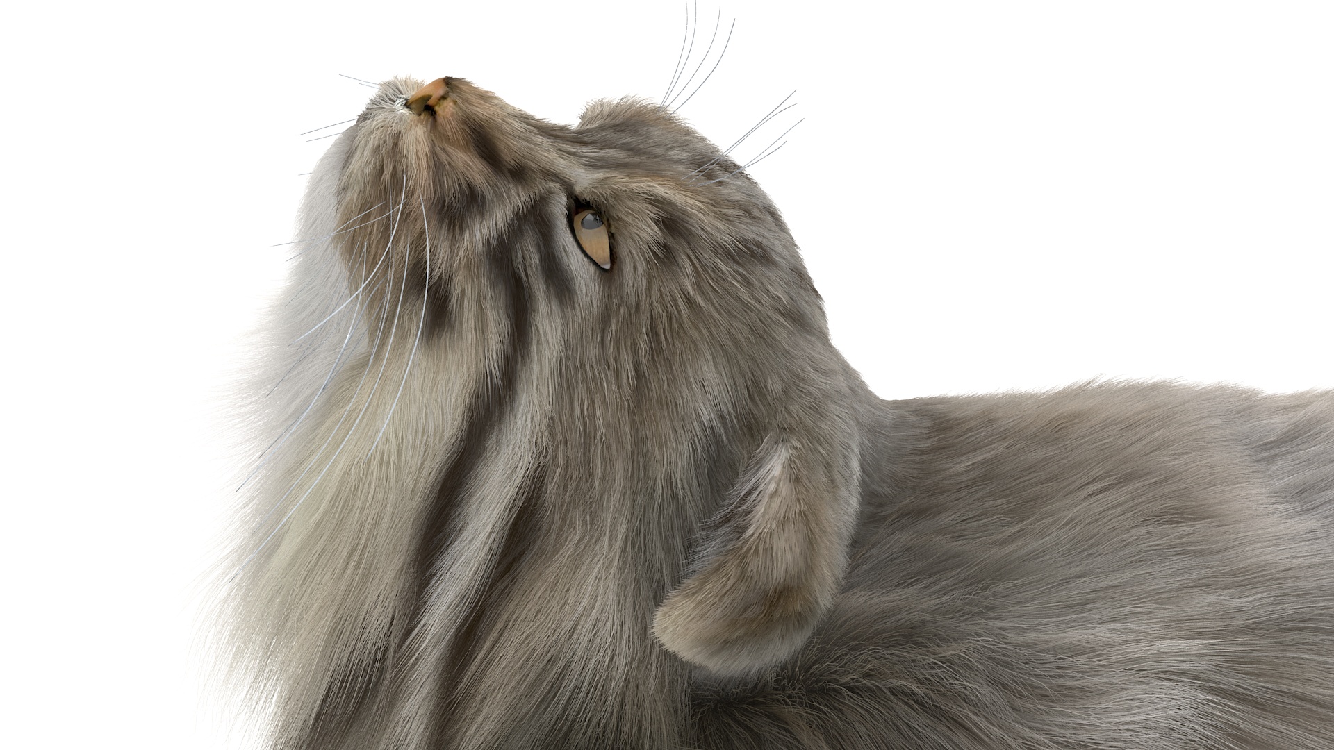 3D Pallas Cat Fur Rigged