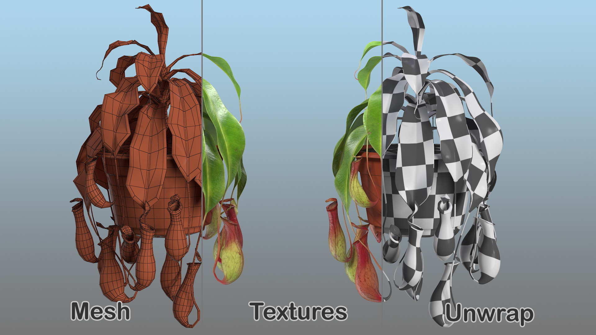 Tropical Pitcher Plant in Pot 3D model