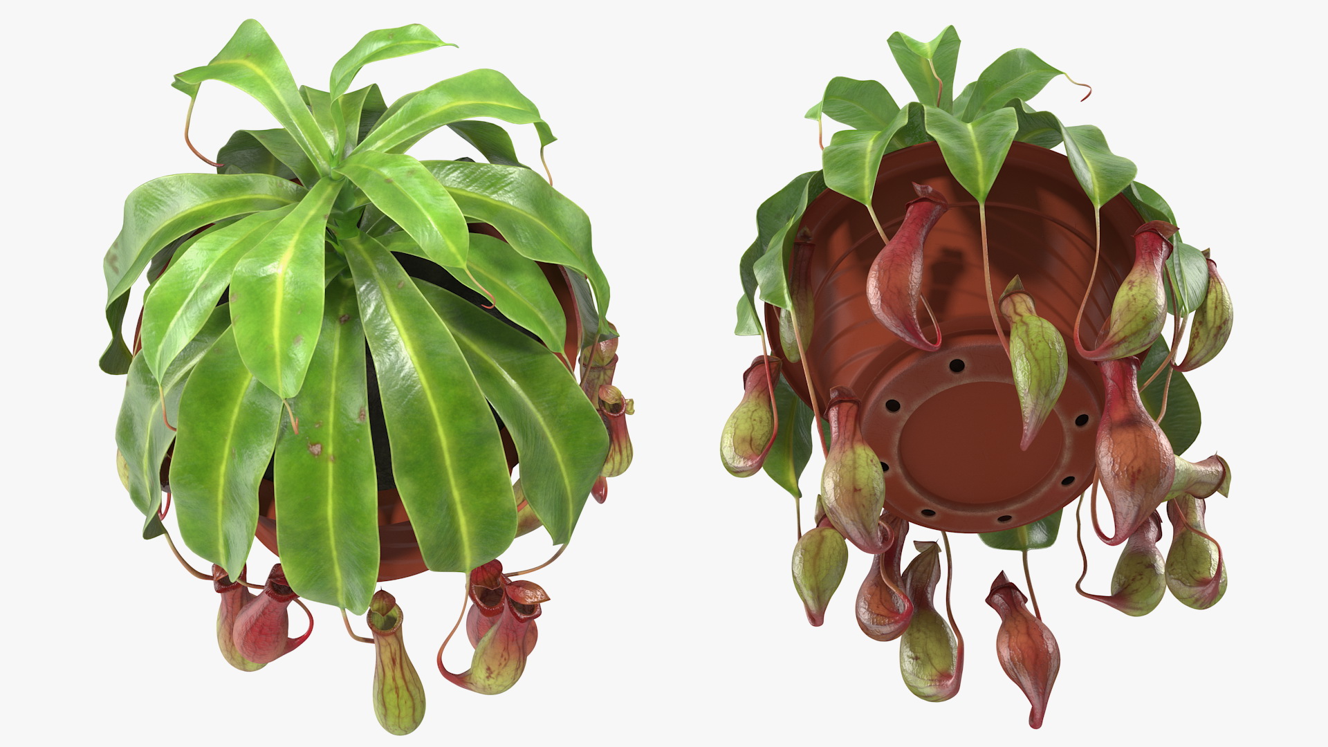 Tropical Pitcher Plant in Pot 3D model