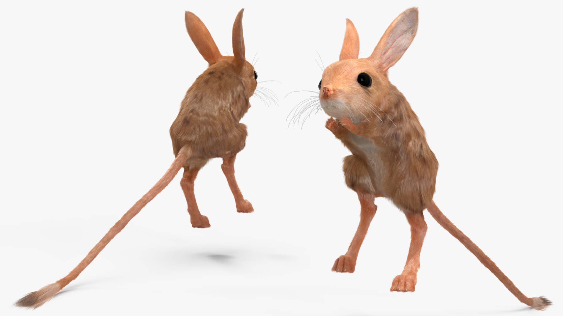 3D Jumping Jerboa Fur model