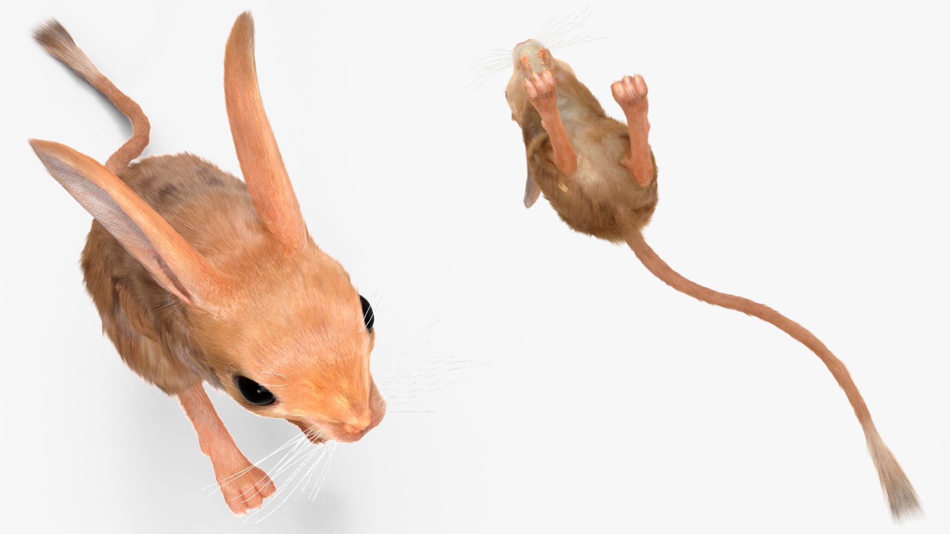 3D Jumping Jerboa Fur model