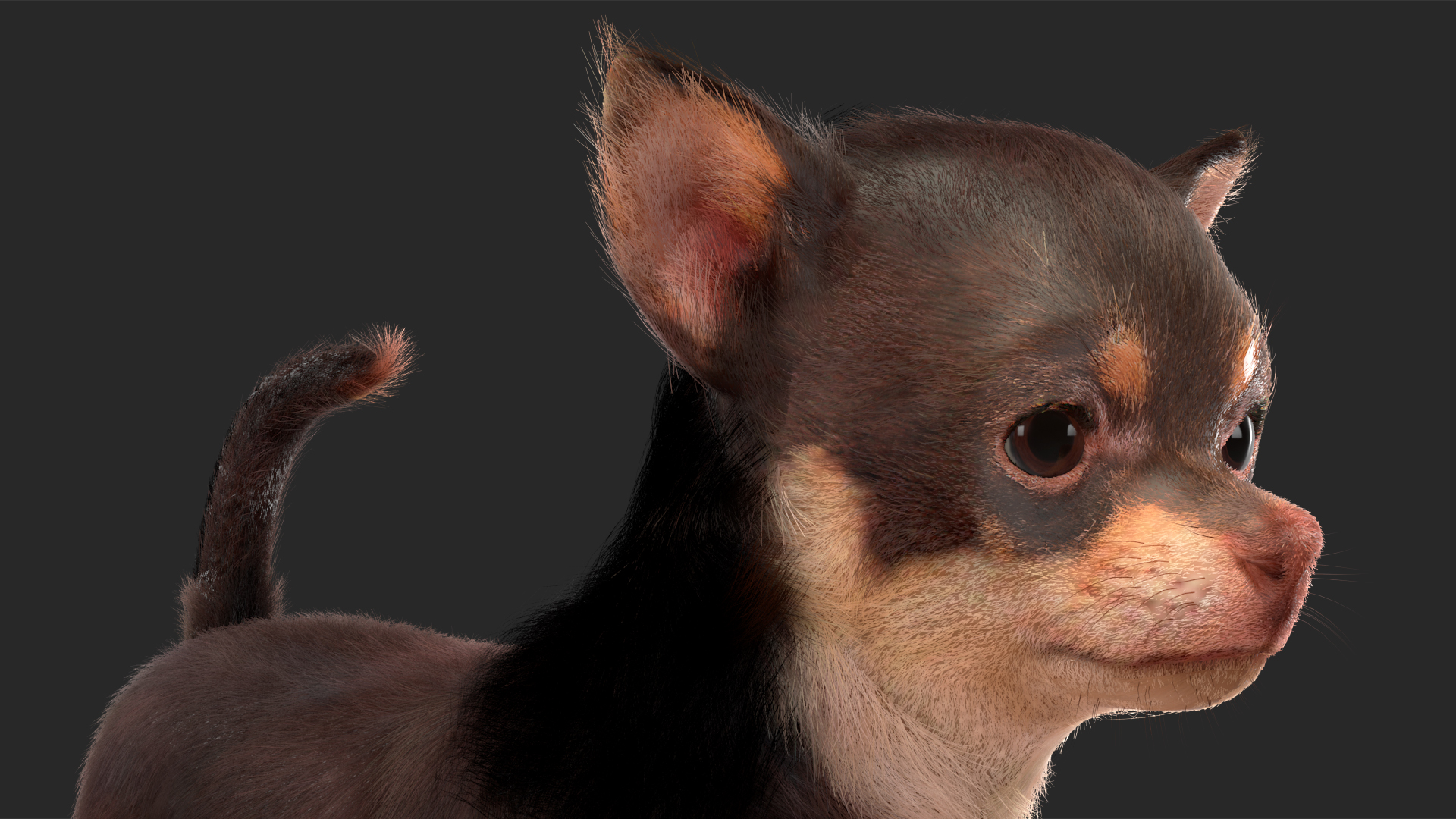 Chihuahua Dog with Fur 3D