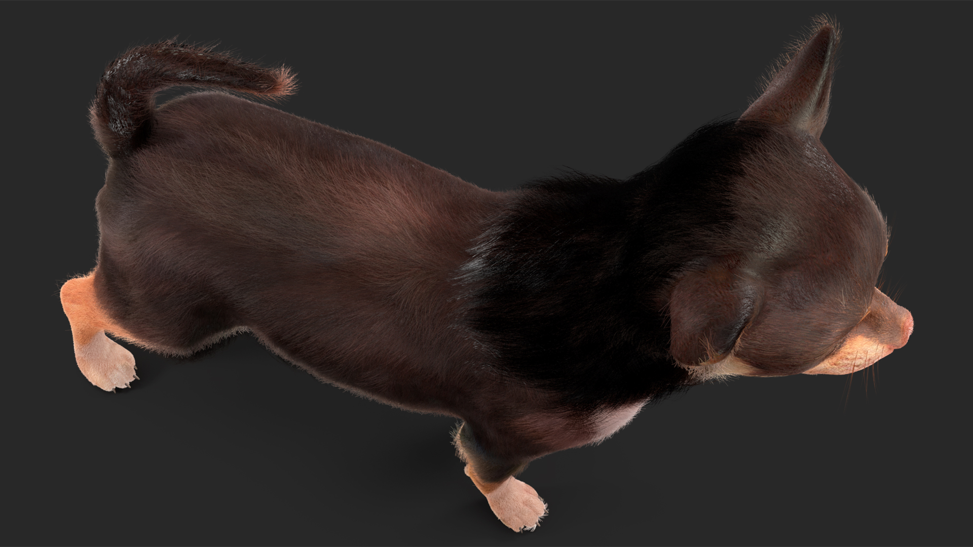 Chihuahua Dog with Fur 3D