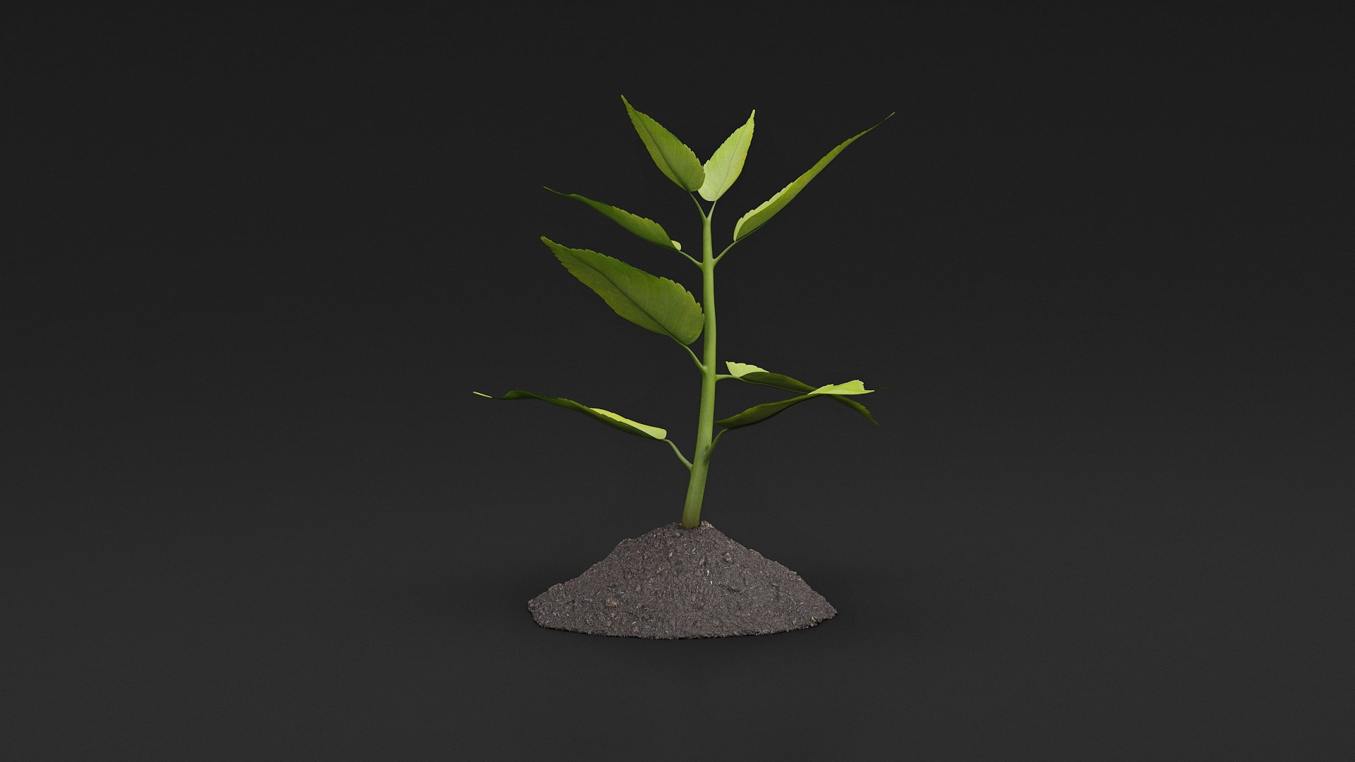 Young Plant Growing from Soil 3D model