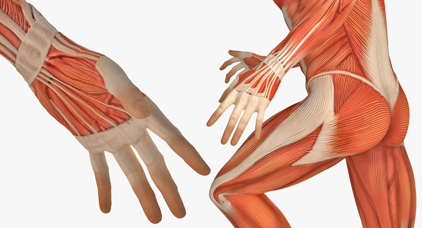 Running Man Muscles Anatomy System 3D model