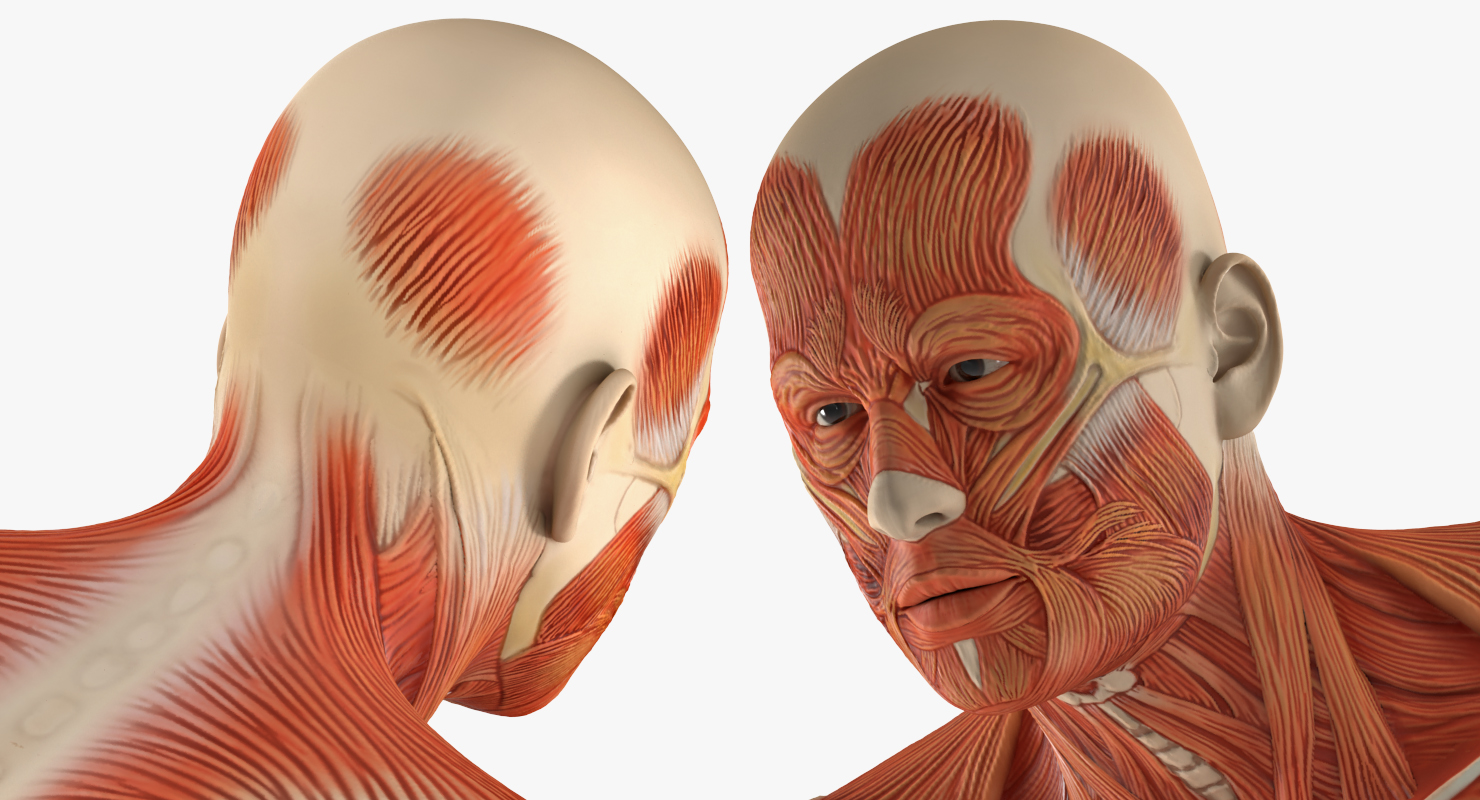 Running Man Muscles Anatomy System 3D model