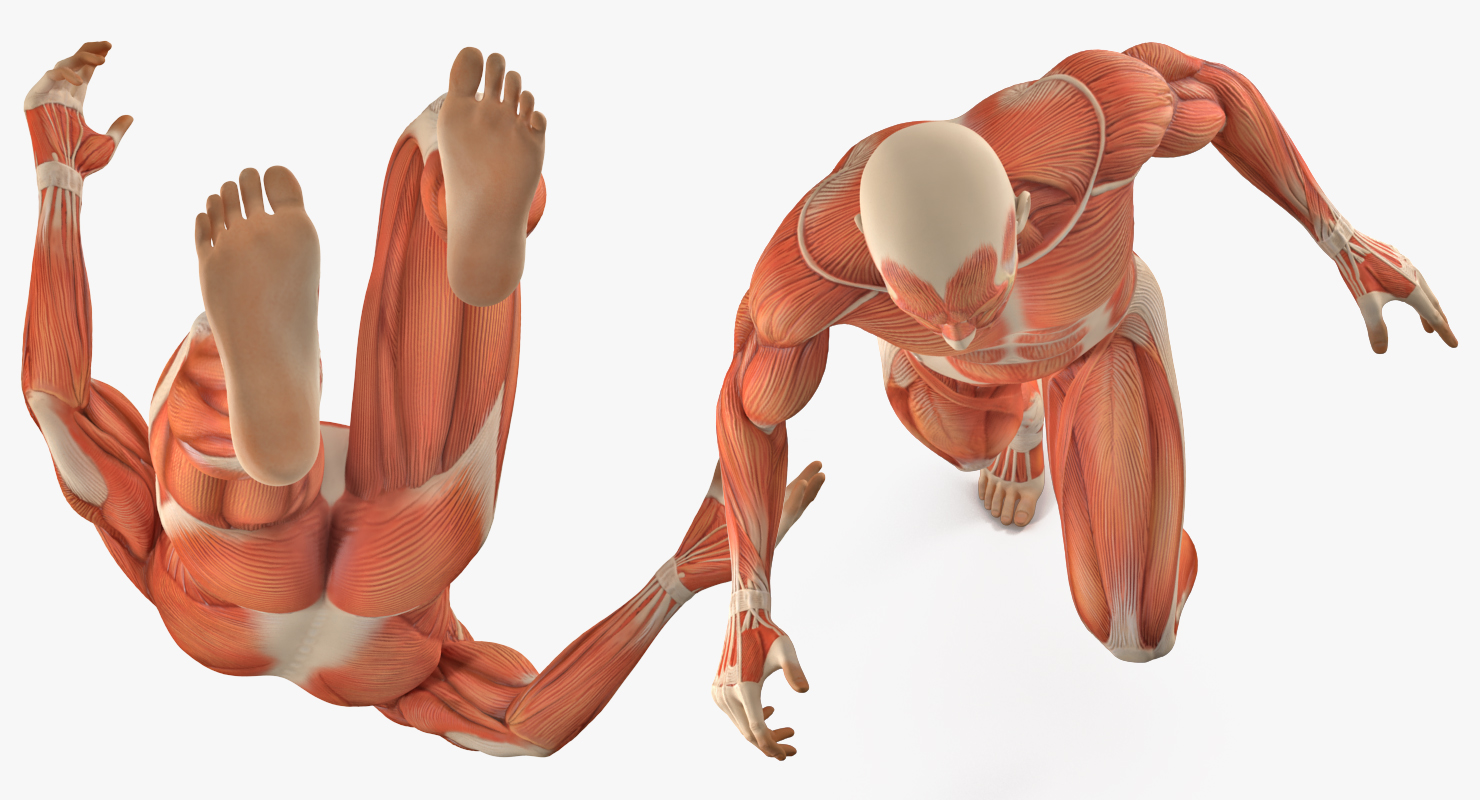 Running Man Muscles Anatomy System 3D model