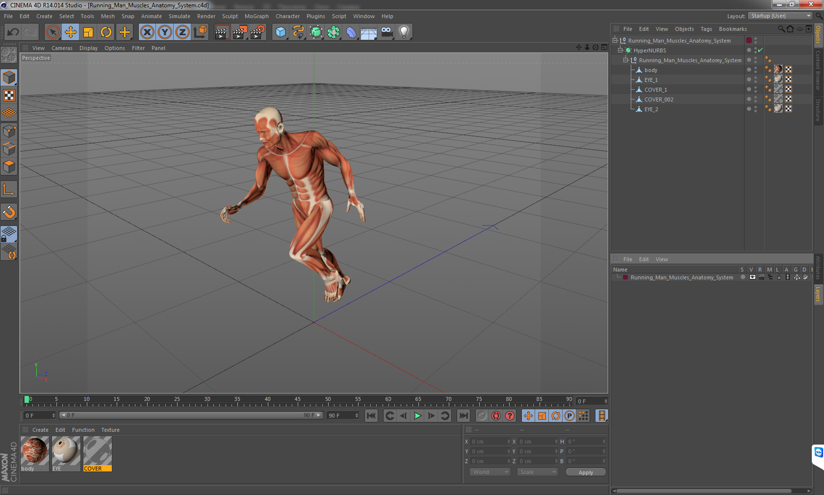 Running Man Muscles Anatomy System 3D model