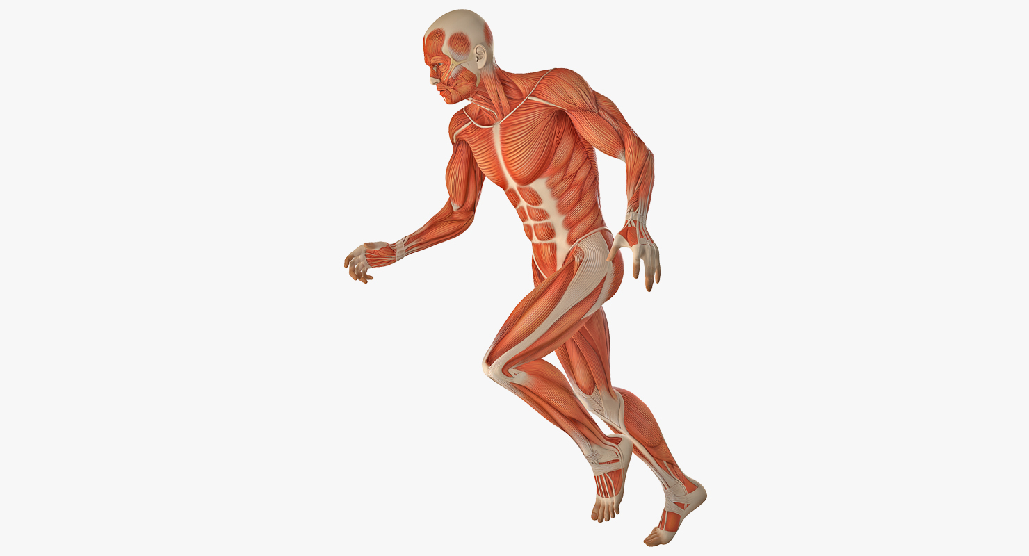 Running Man Muscles Anatomy System 3D model