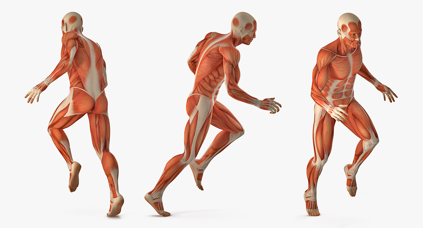 Running Man Muscles Anatomy System 3D model