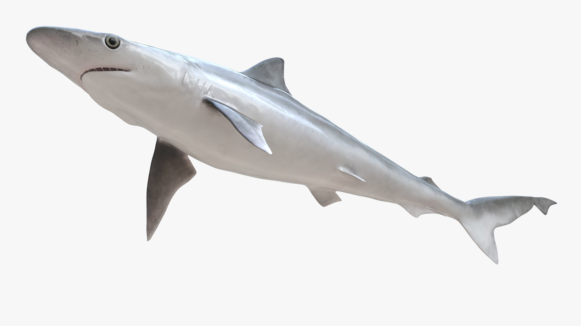 3D model Oceanic Milk Shark Rigged