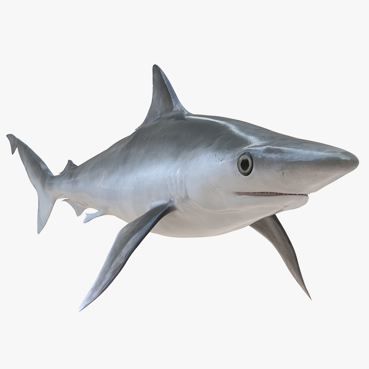 3D model Oceanic Milk Shark Rigged