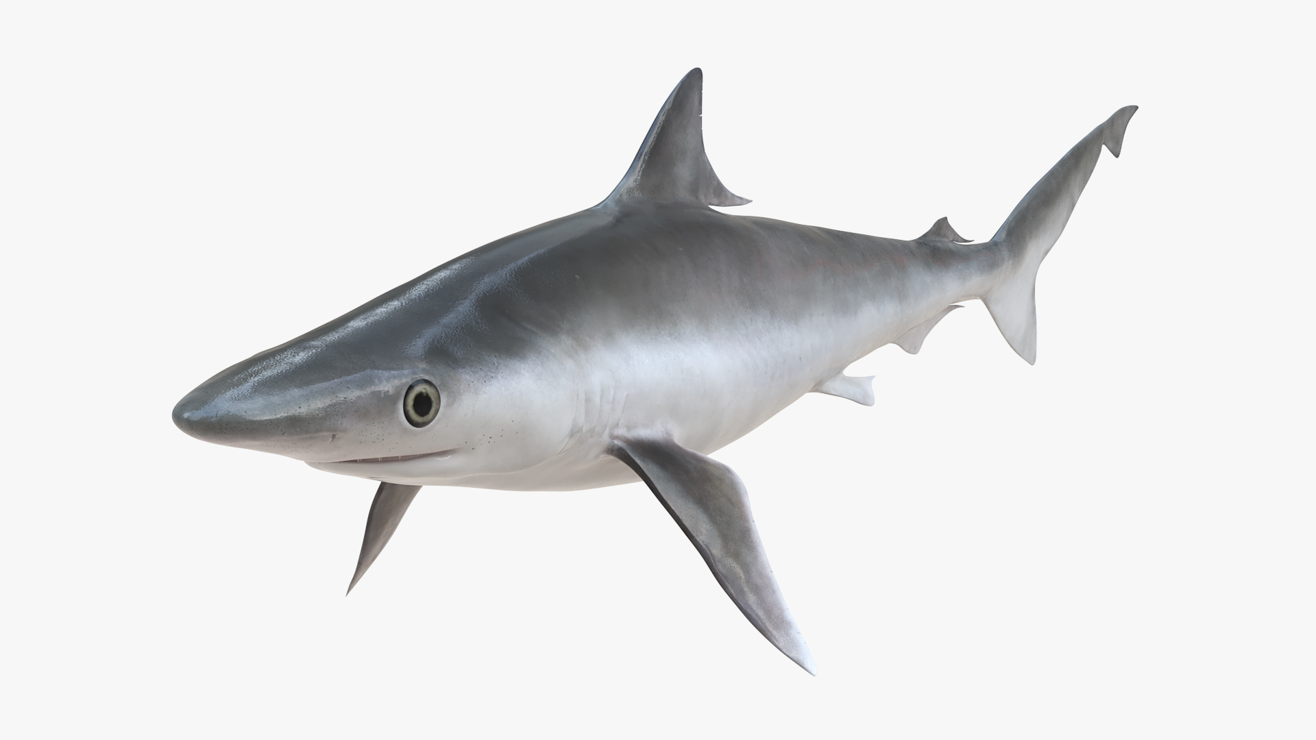 3D model Oceanic Milk Shark Rigged