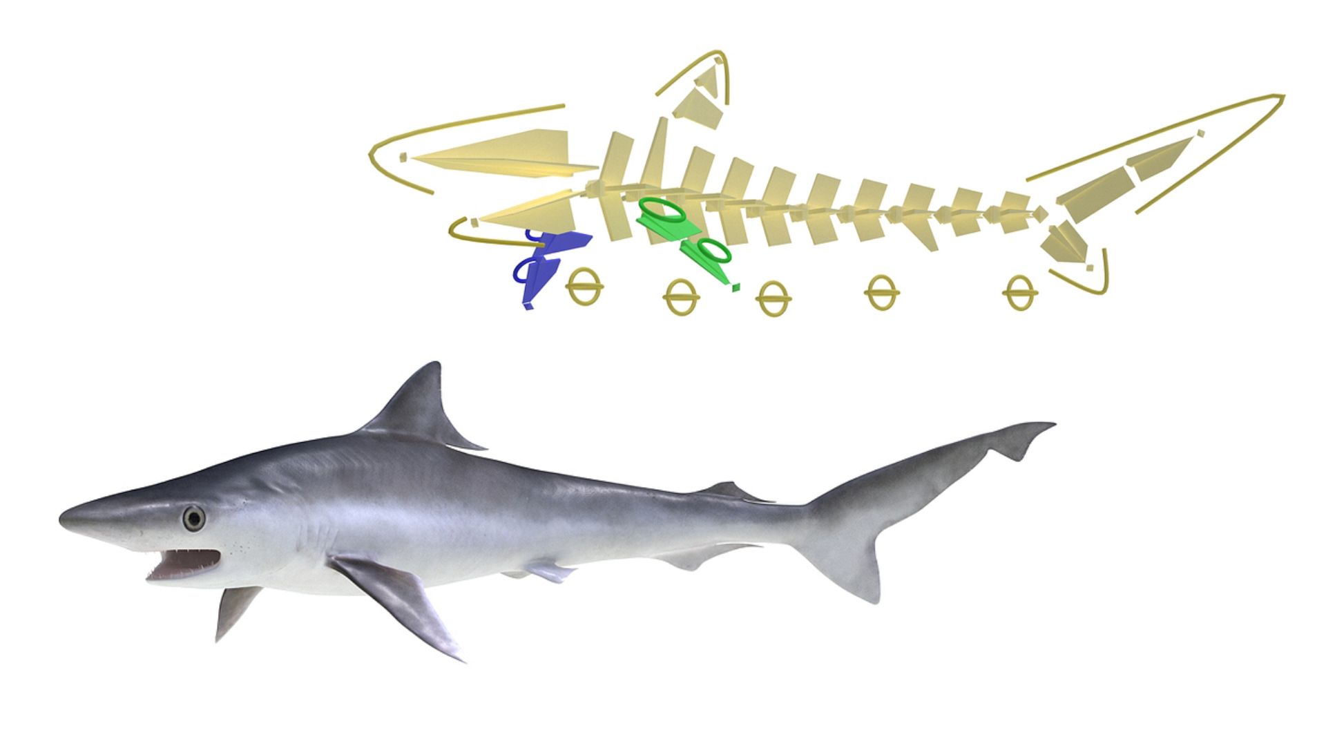 3D model Oceanic Milk Shark Rigged