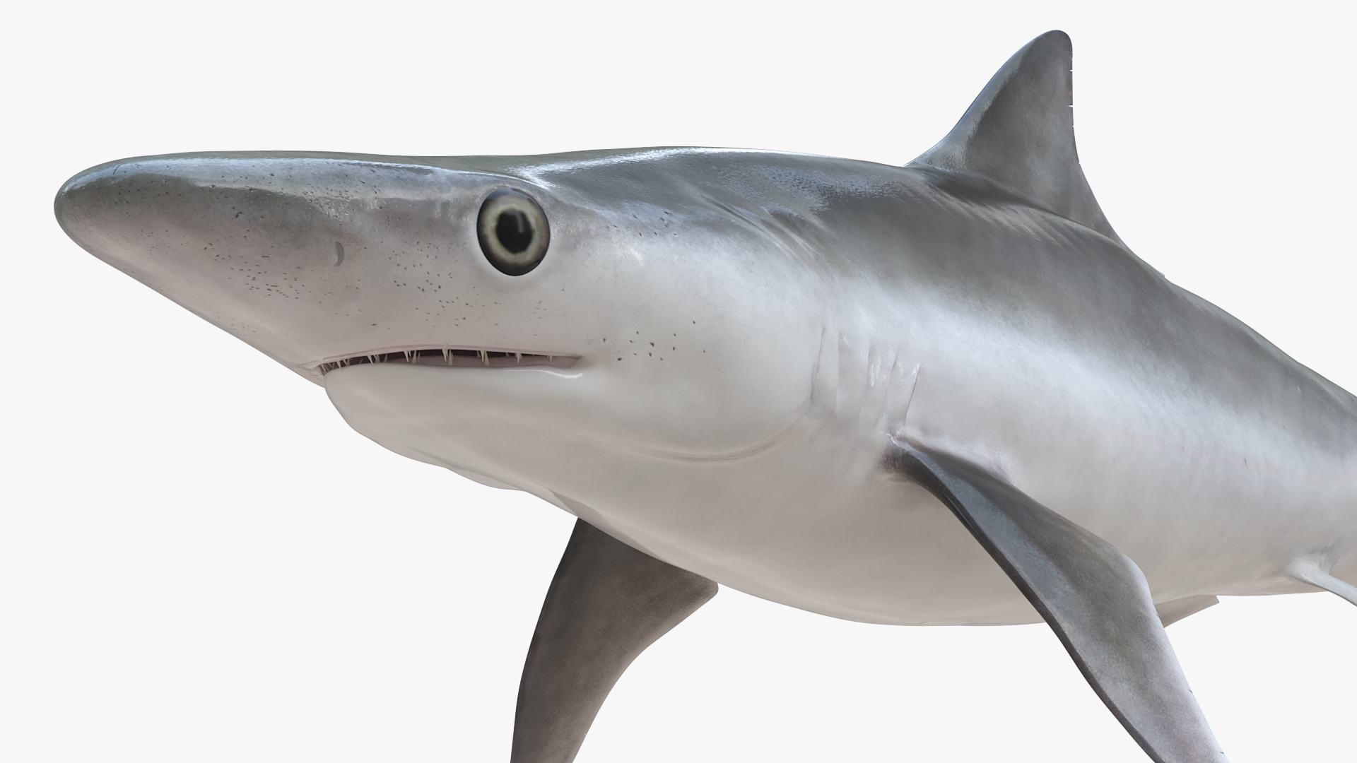 3D model Oceanic Milk Shark Rigged