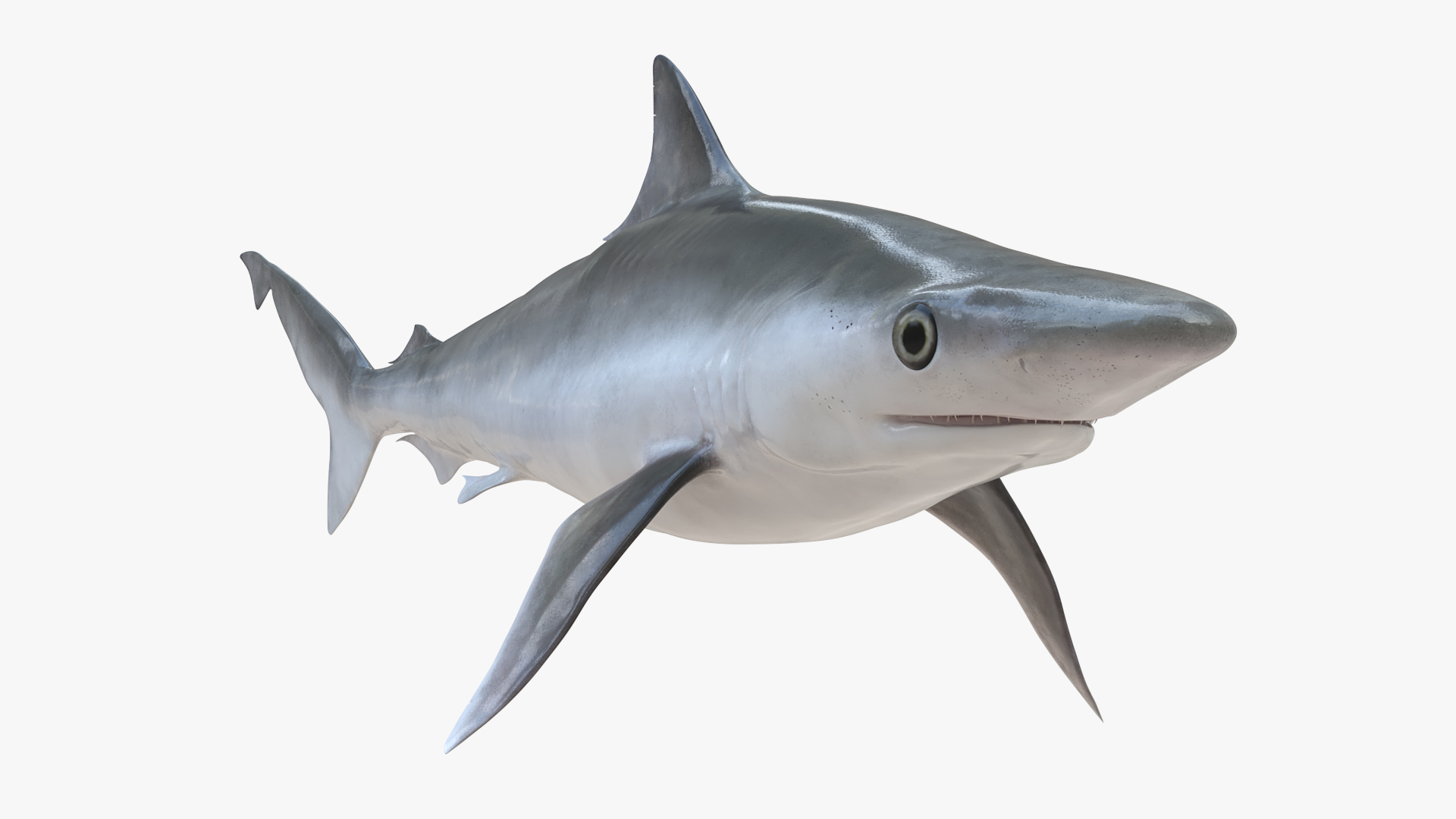 3D model Oceanic Milk Shark Rigged