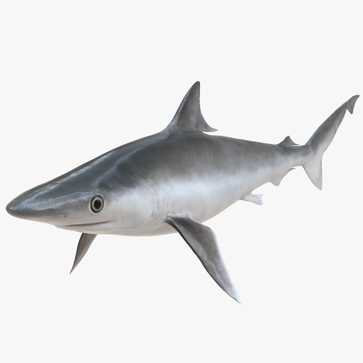 3D model Oceanic Milk Shark Rigged