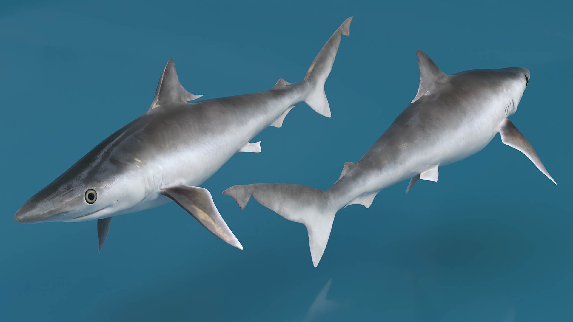 3D model Oceanic Milk Shark Rigged