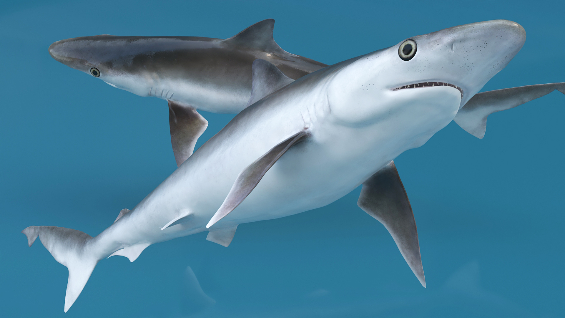 3D model Oceanic Milk Shark Rigged