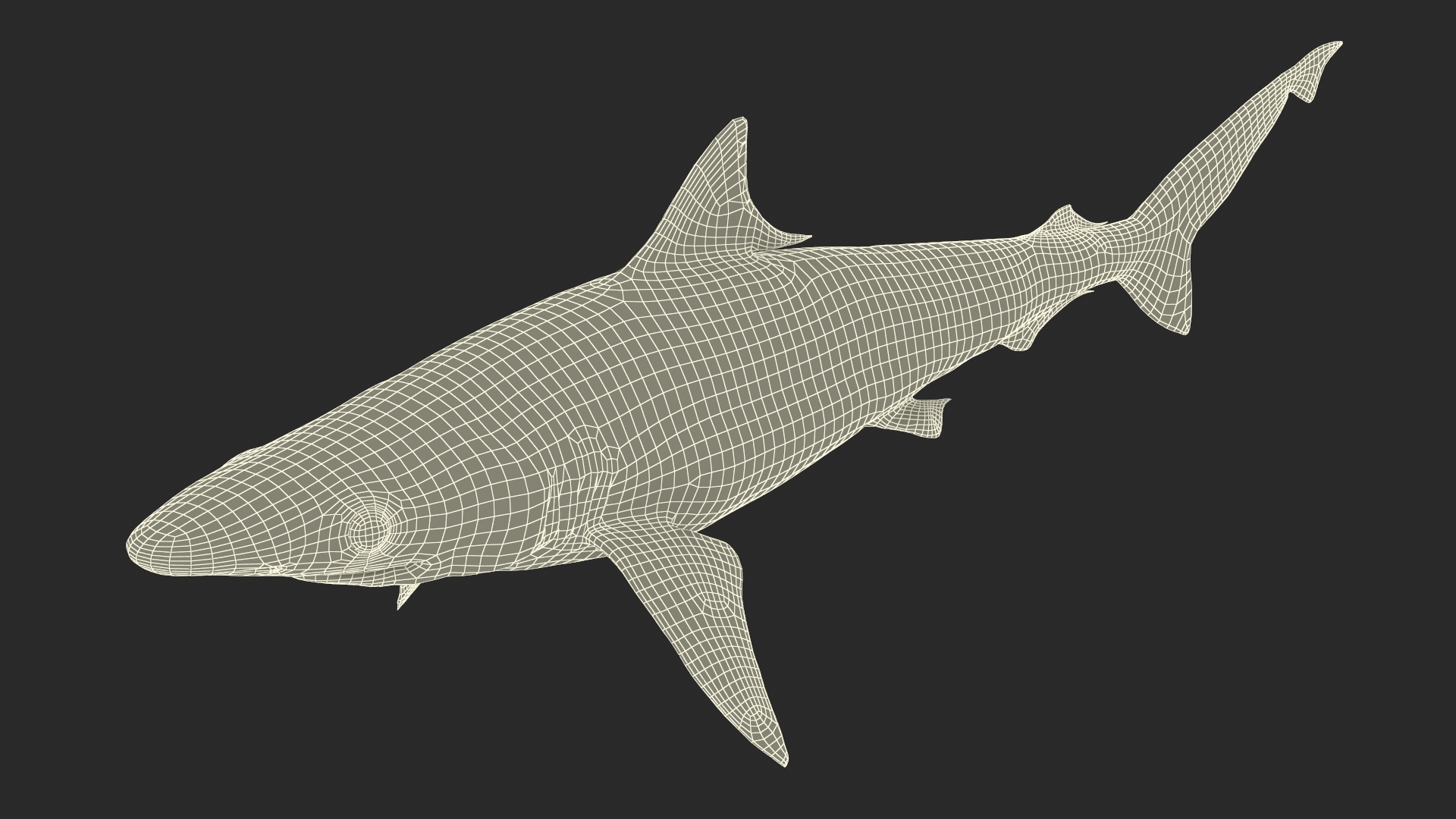 3D model Oceanic Milk Shark Rigged