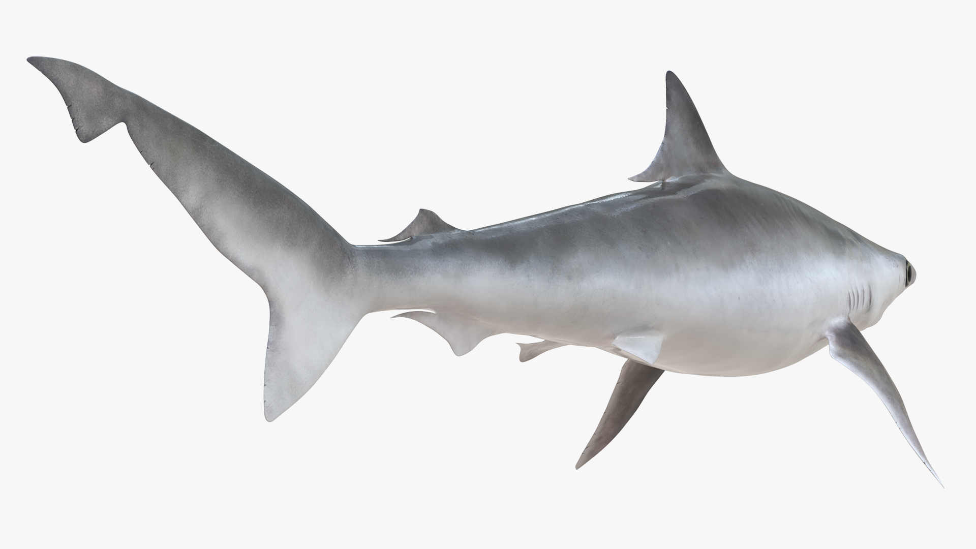 3D model Oceanic Milk Shark Rigged