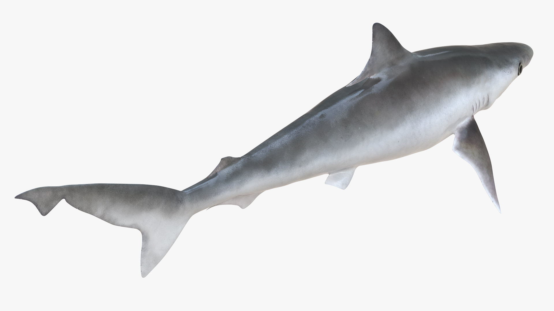 3D model Oceanic Milk Shark Rigged