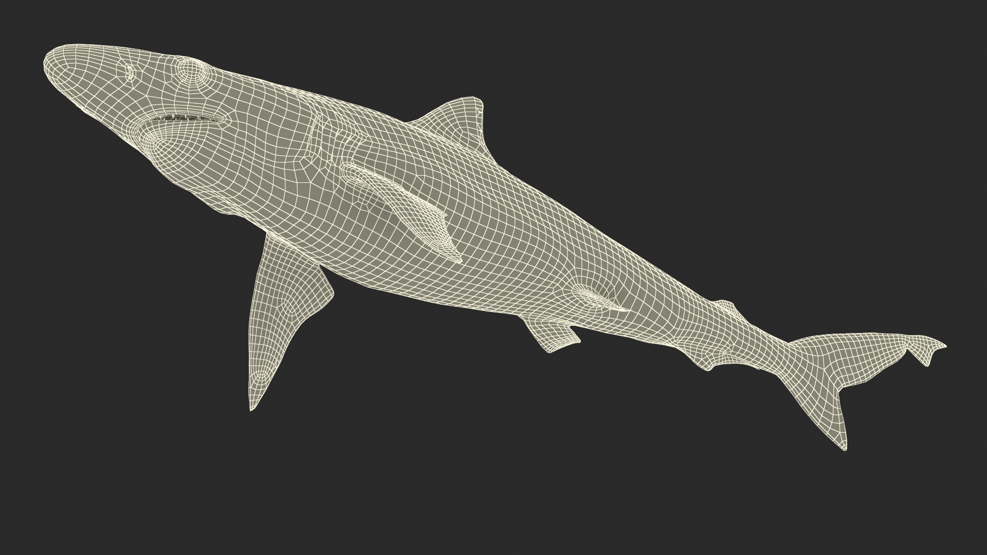 3D model Oceanic Milk Shark Rigged