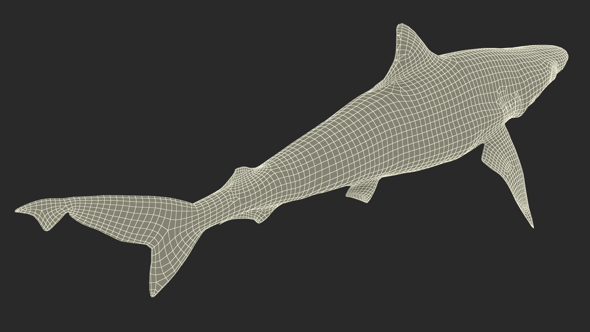 3D model Oceanic Milk Shark Rigged