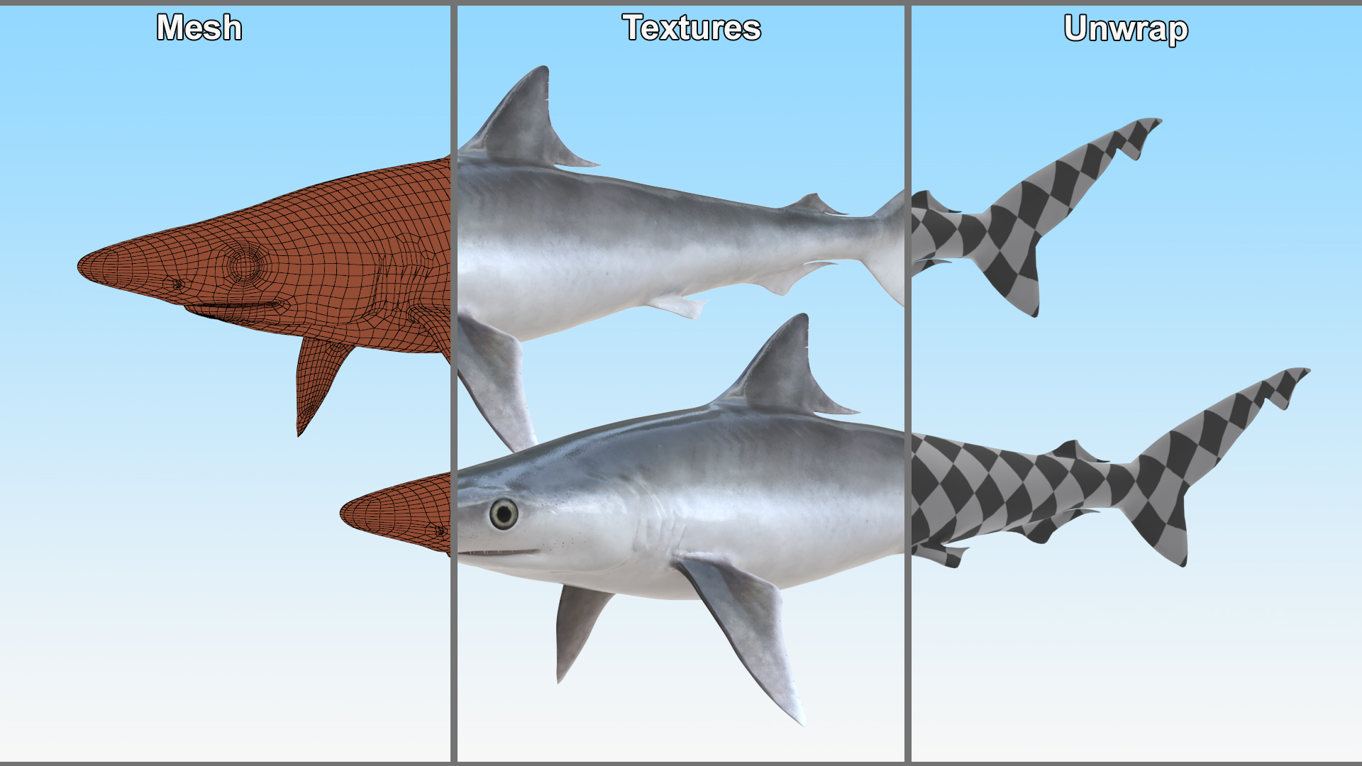 3D model Oceanic Milk Shark Rigged