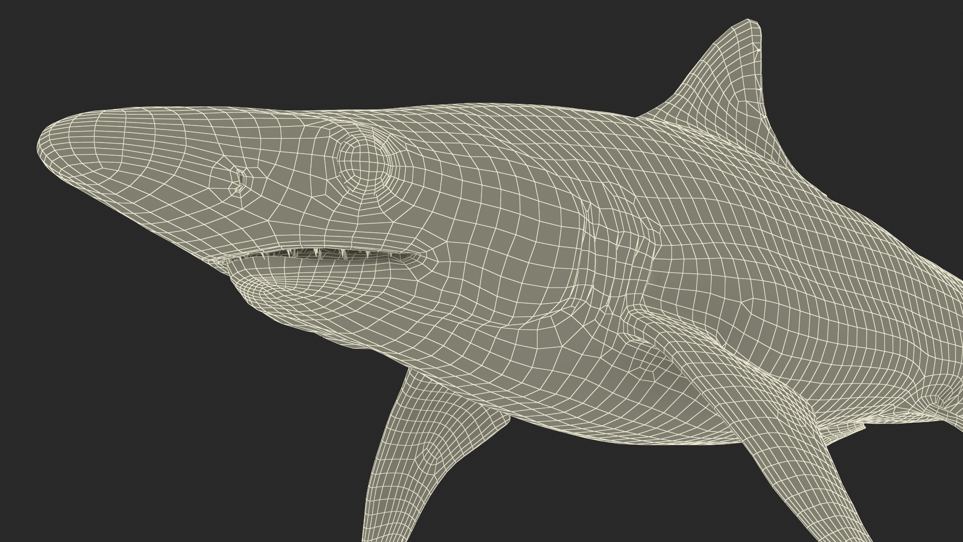 3D model Oceanic Milk Shark Rigged