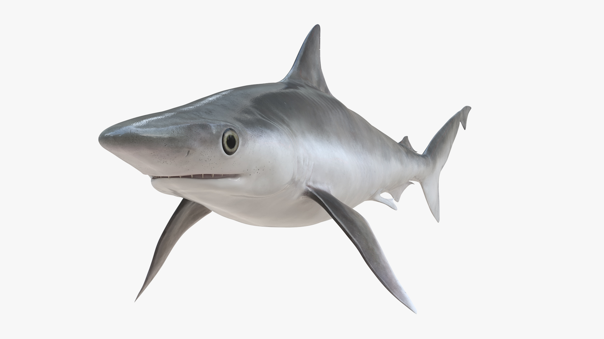 3D model Oceanic Milk Shark Rigged