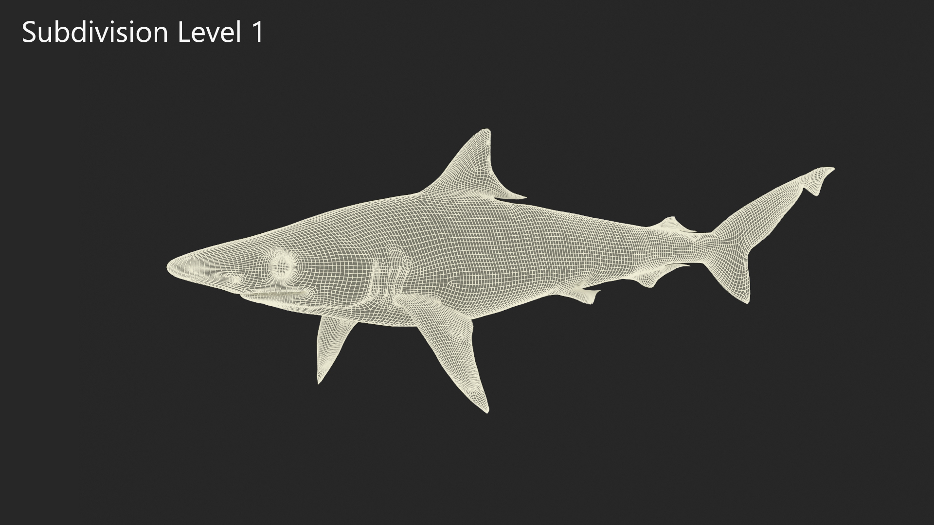 3D model Oceanic Milk Shark Rigged