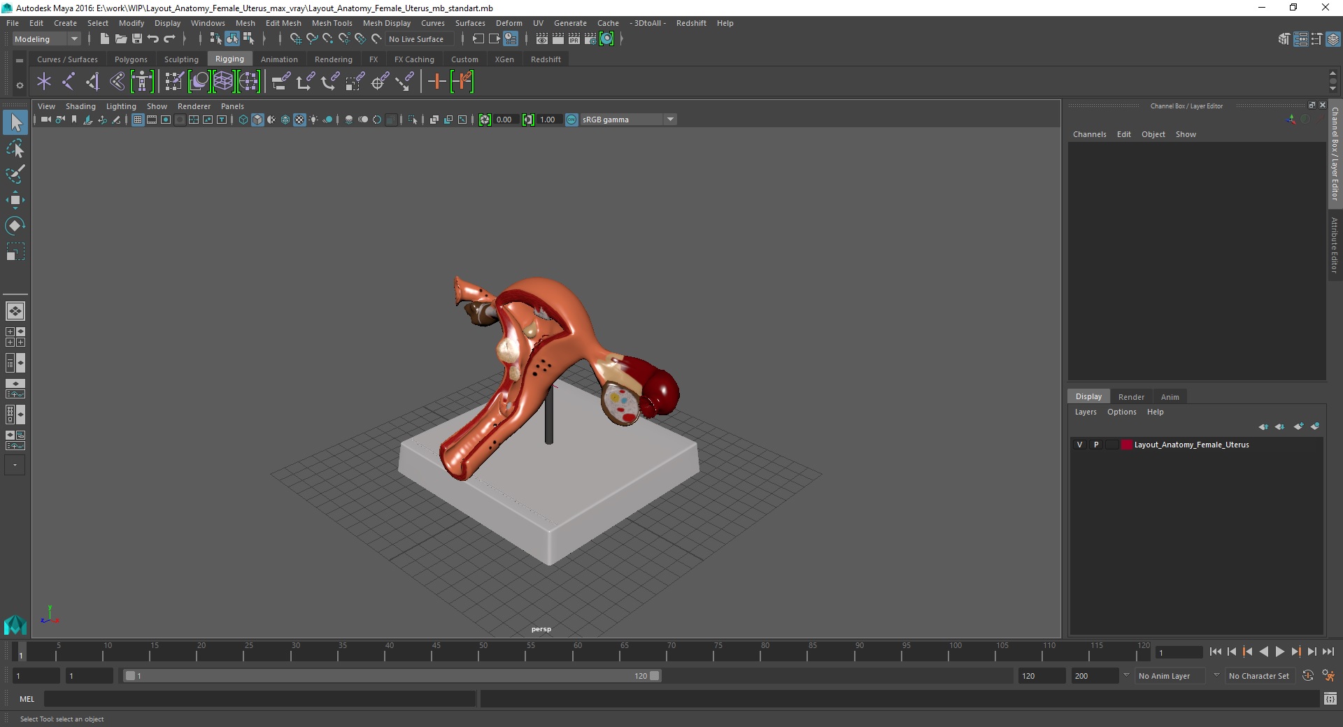 3D Layout Anatomy Female Uterus model