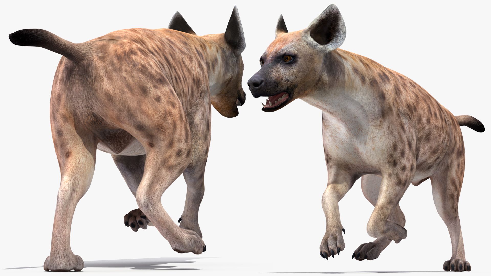 3D Hyena Running Pose model