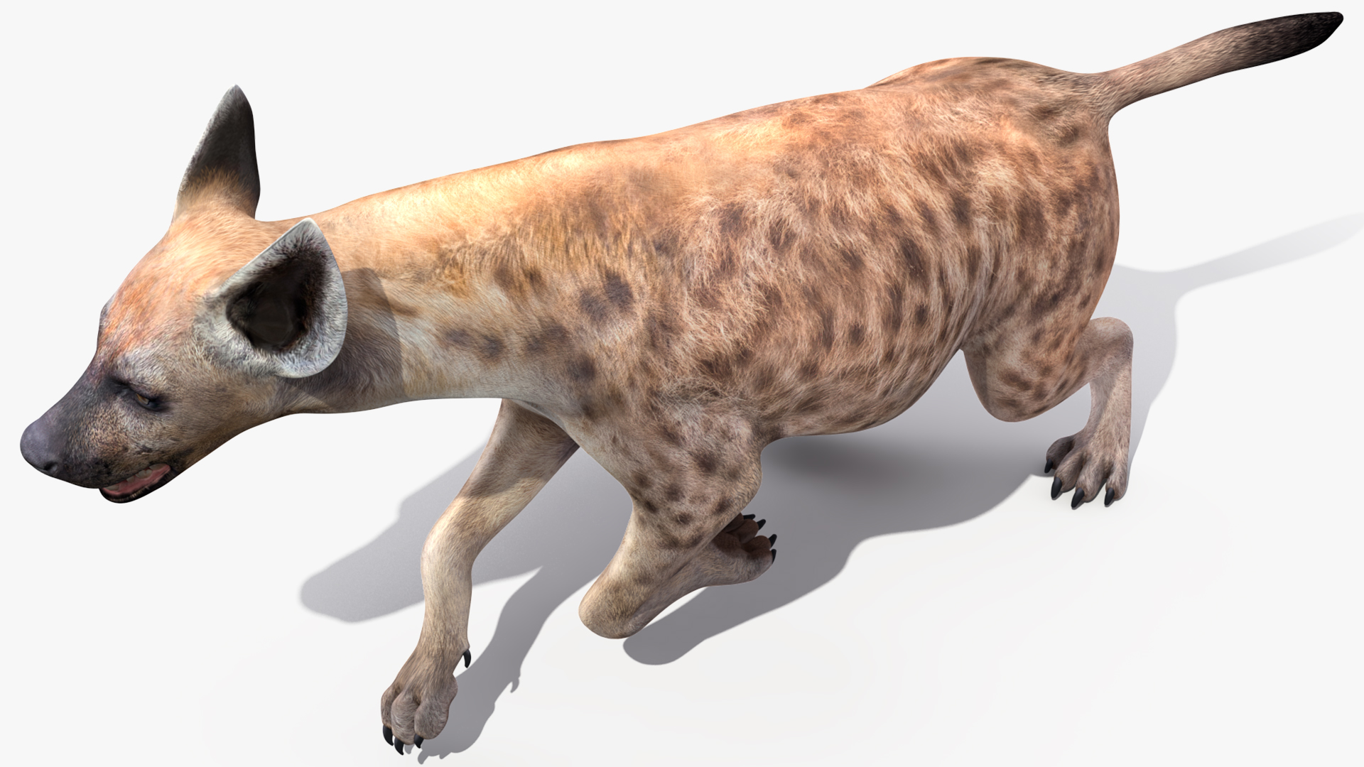 3D Hyena Running Pose model