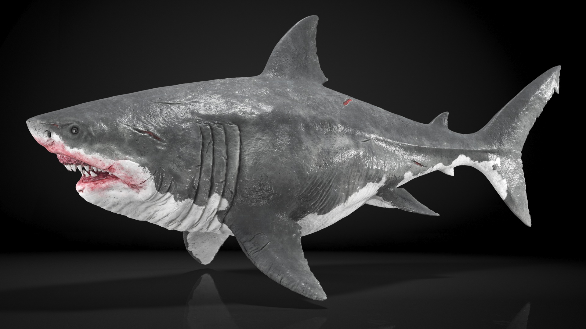 3D Megalodon Swimming Pose model